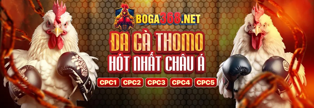 Sân đấu đá gà trực tuyến kịch tính tại helo888 hiện đang mở